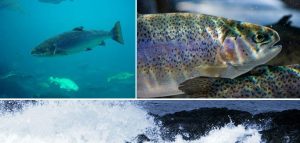 Salmon - sniffer dogs, seashore sea life Burren