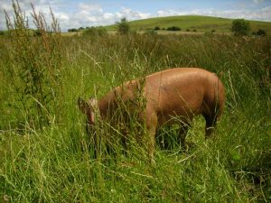 Burren Free range pigs, Farm, organic ecotourism