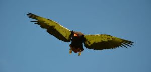 Aillwee Cave Bird of Prey