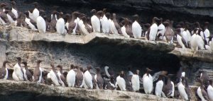 Birds at the Cliffs of Moher, nature, reconnect, reunite