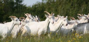 St Tola goat herd, goats cheese farm, sustainable biodiversity