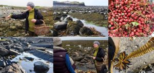 Wild Kitchen on the Atlantic shore, Wild Food, Wild Atlantic Way, Burren
