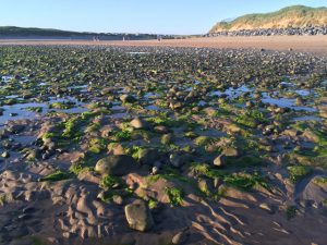 Seaweed Lahinch beach