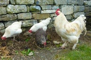 Sea View House Doolin, growing and harvesting, hens, Reunite, escape