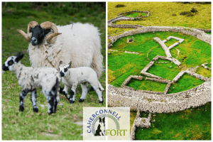 Caherconnell Stone Fort, sheep, Family adventure, Clare, staycation