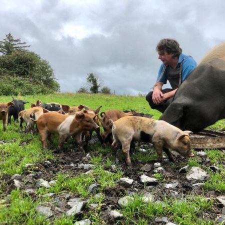 Piglets at Burren Pork, farm, free range