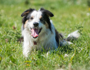 Rose Border Collie Dog resting in the grass, activity on the Burren, family friendly