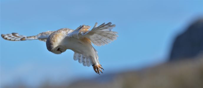 Birds of Prey Centre  Aillwee Burren Experience