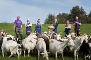St. Tola Goats Cheese, Farm, Adventure Co.Clare, award winning