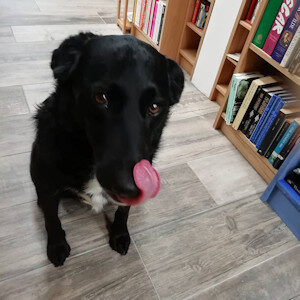 Black dog in Banner Books, animal lovers, reconnect