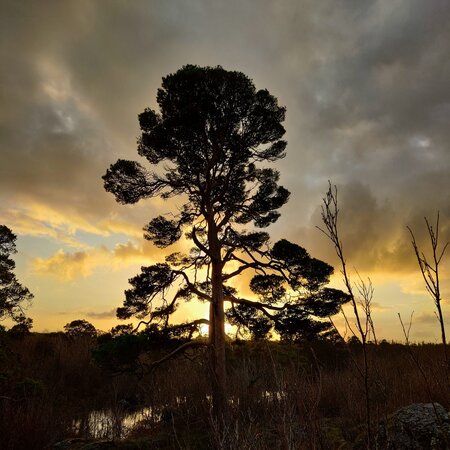 Burren Pine, trees of the Burren